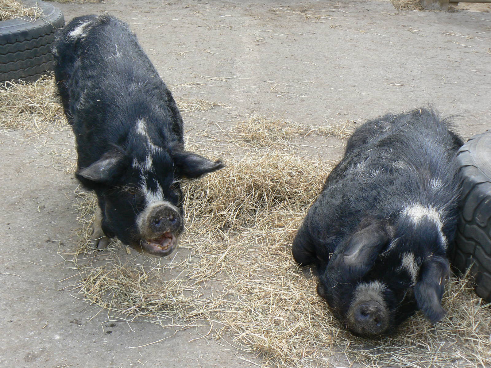 Askham Bryan Agricultural College- Kune kune Pigs