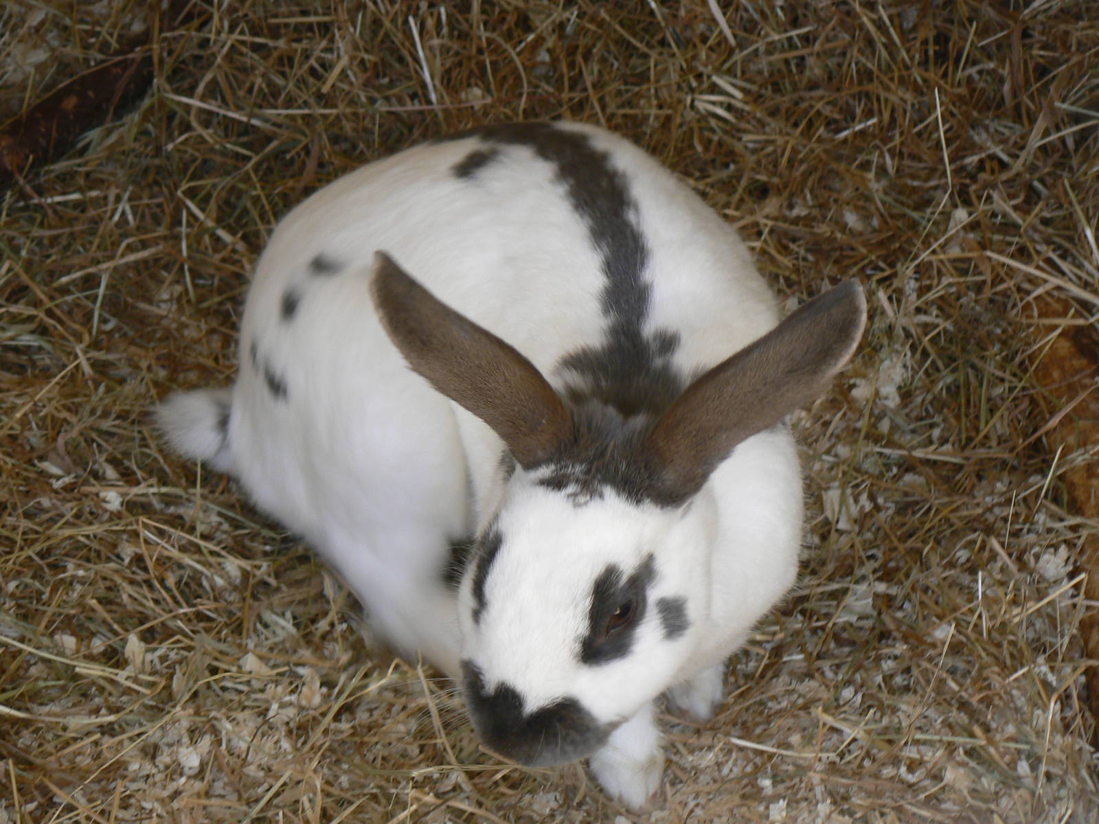 Askham Bryan Agricultural College- Rabbit