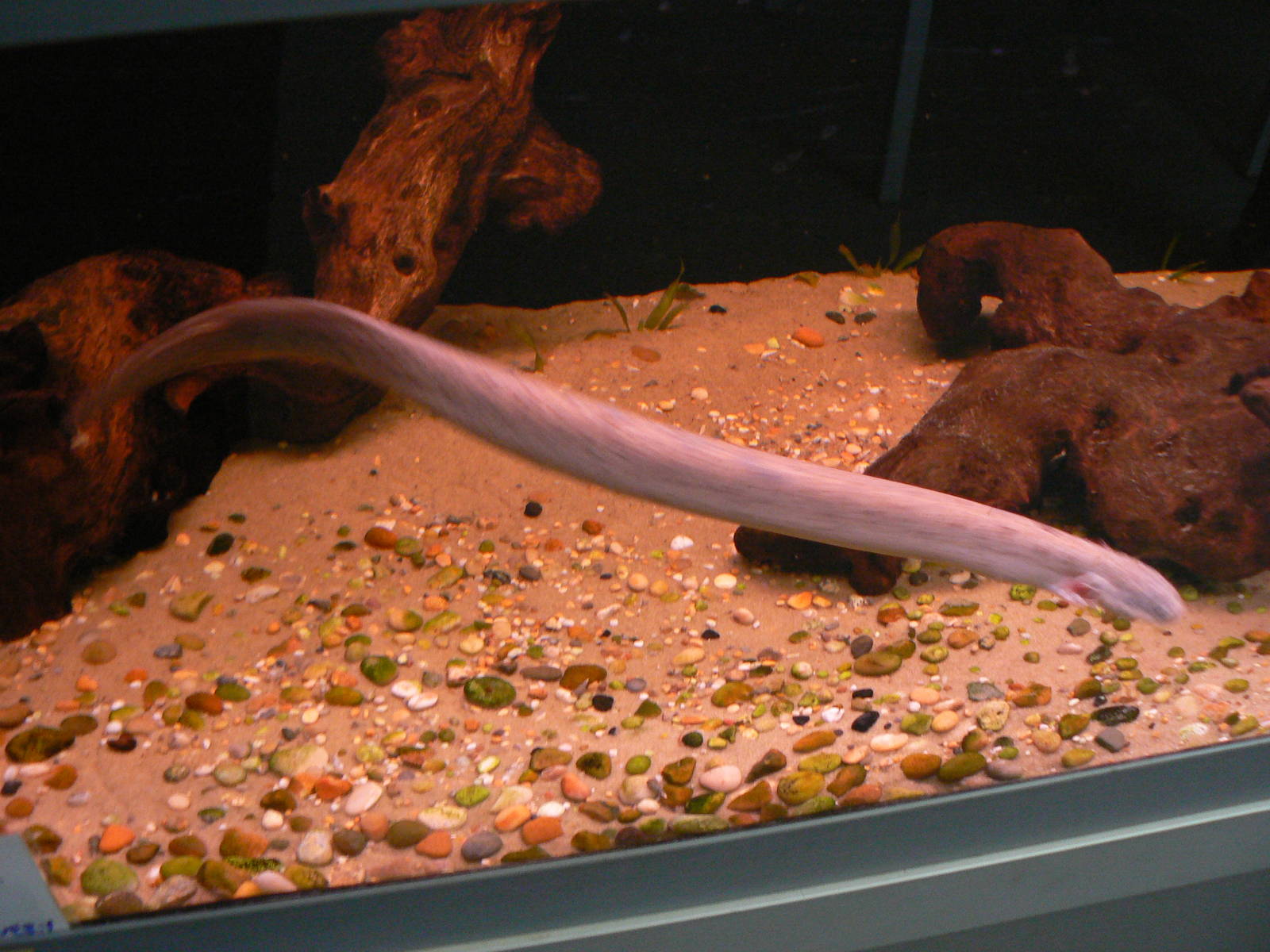 Askham Bryan Agricultural College- Siren