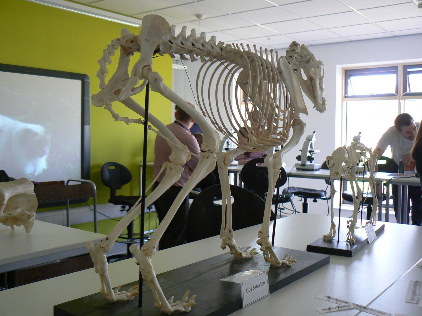 Askham Bryan Agricultural College- Skeletons.