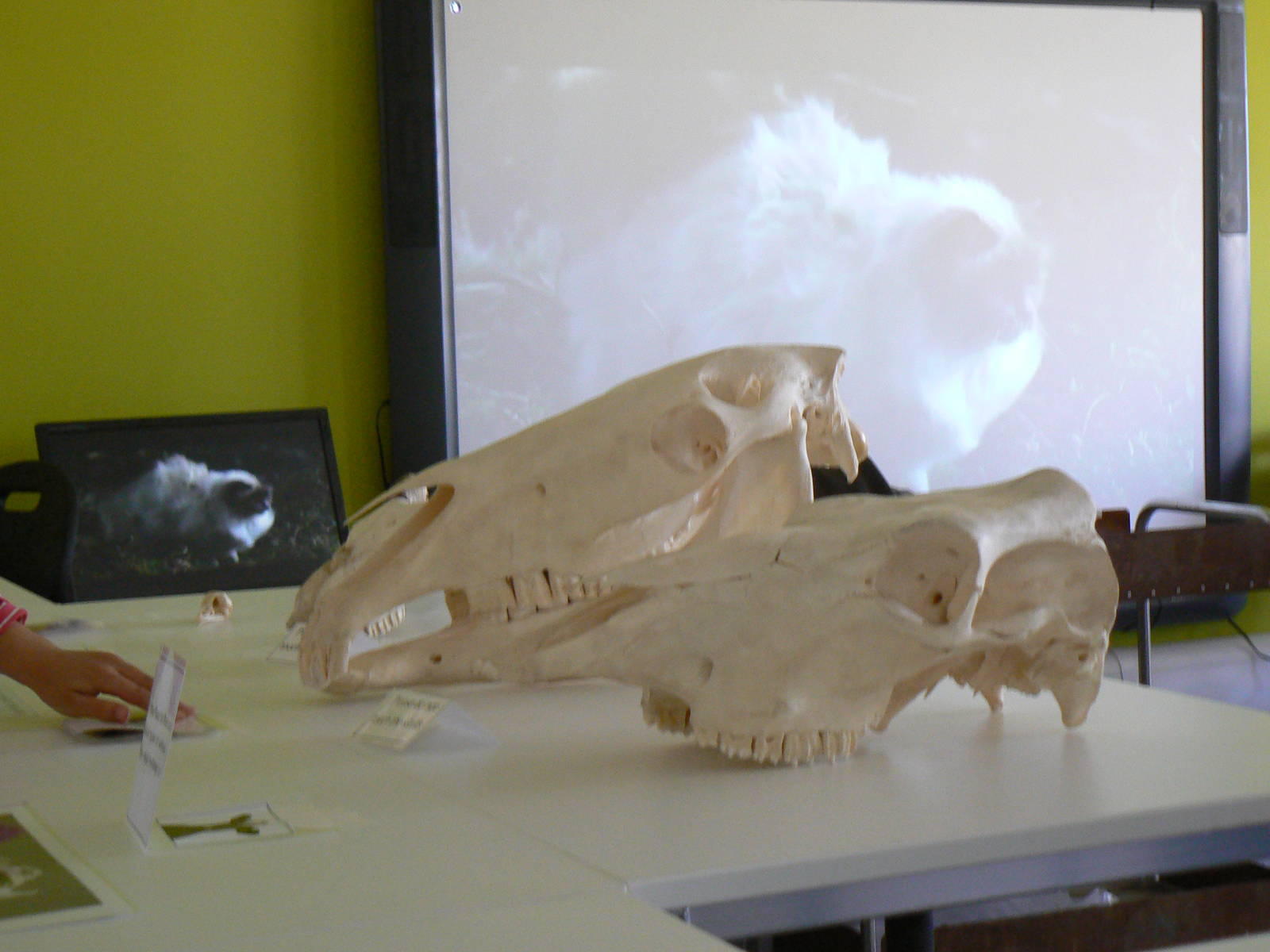 Askham Bryan Agricultural College- Skulls