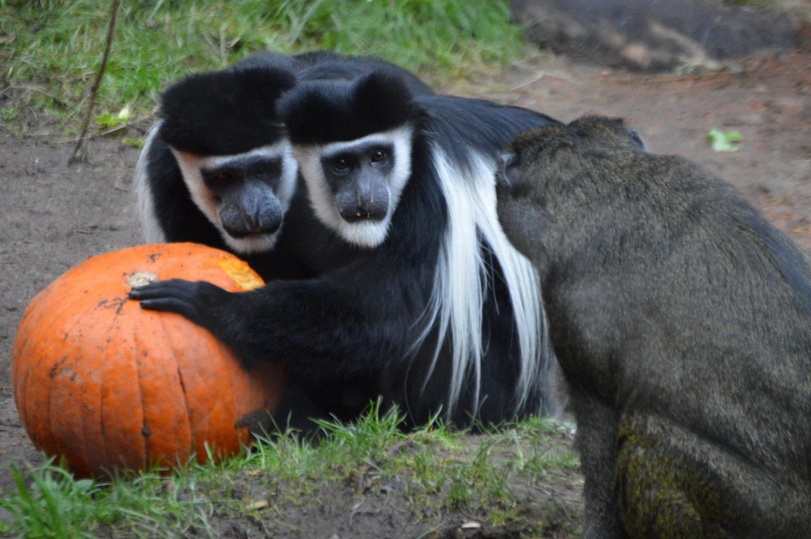 Asking for leftovers (Colobus guereza and Allenopithecus nigroviridis)