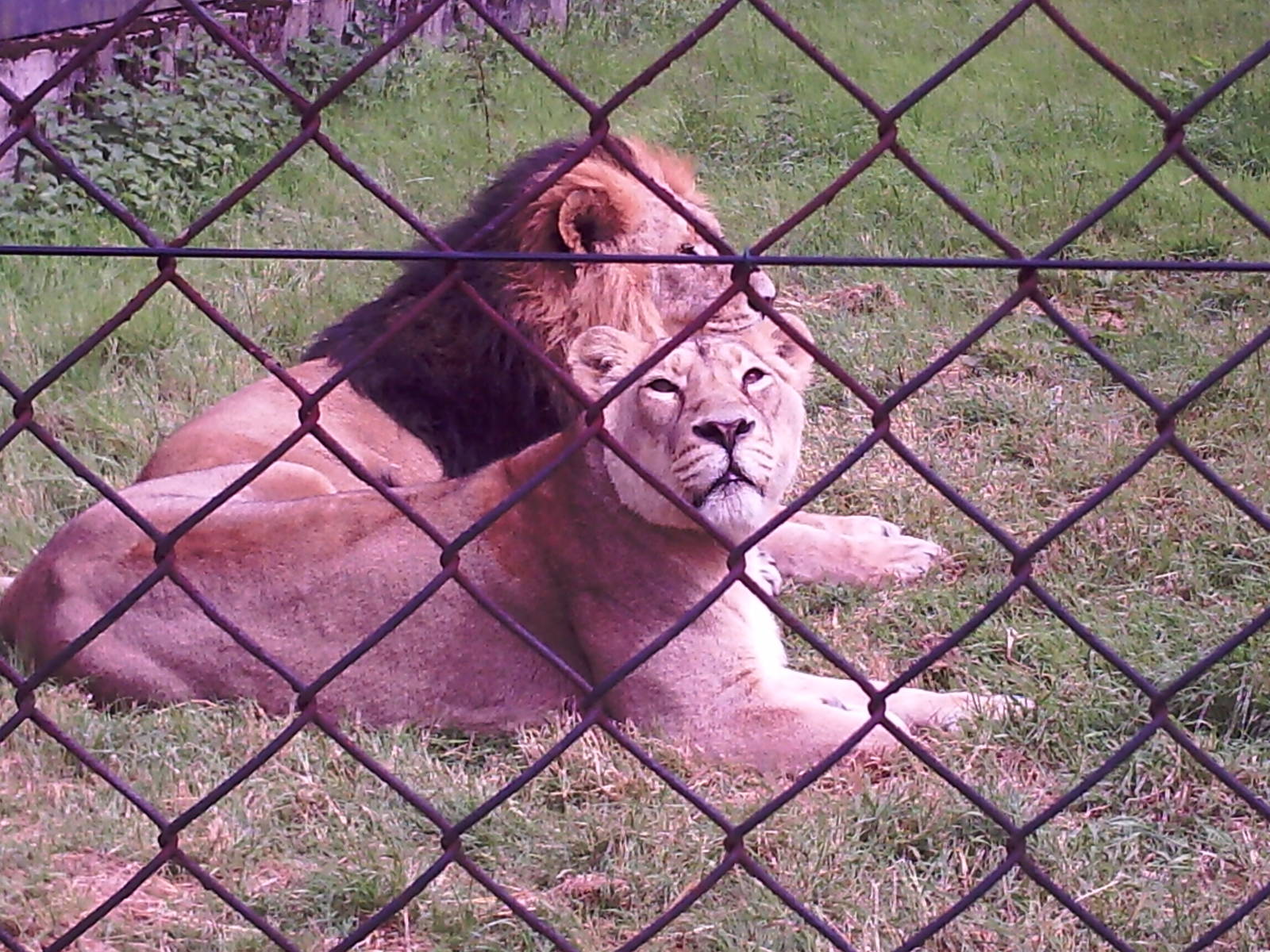 Asoka and Asha - Chester Zoo 2008