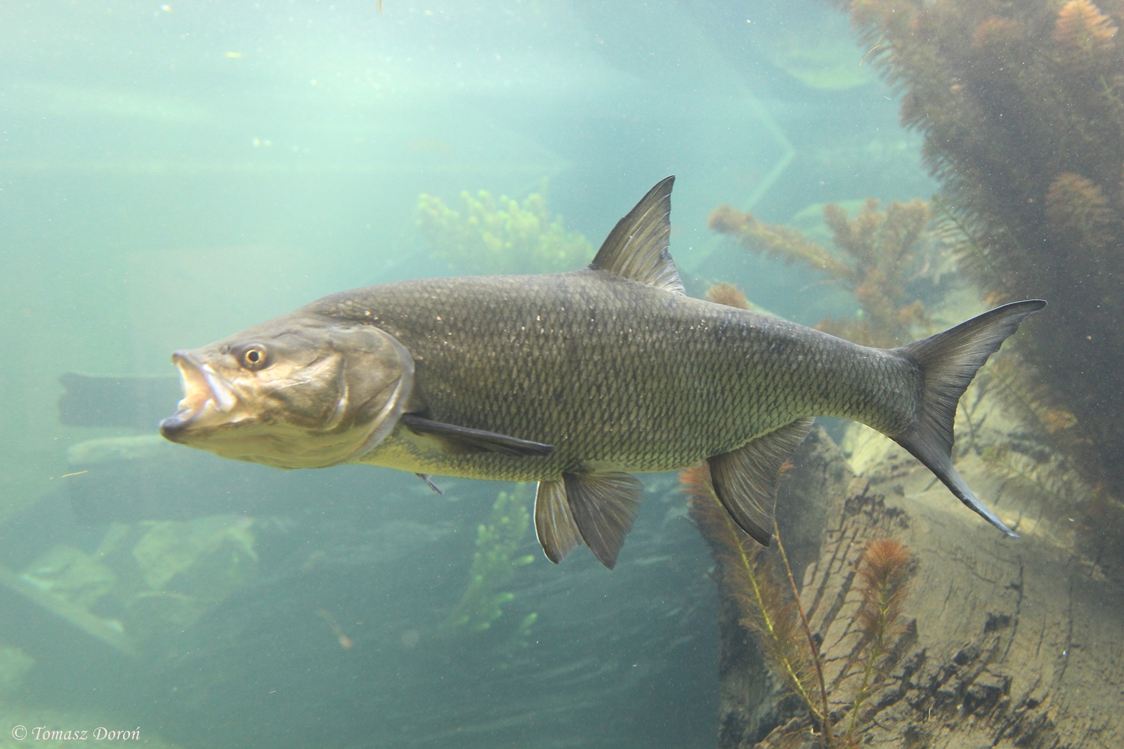 Asp (Aspius aspius), October 2014