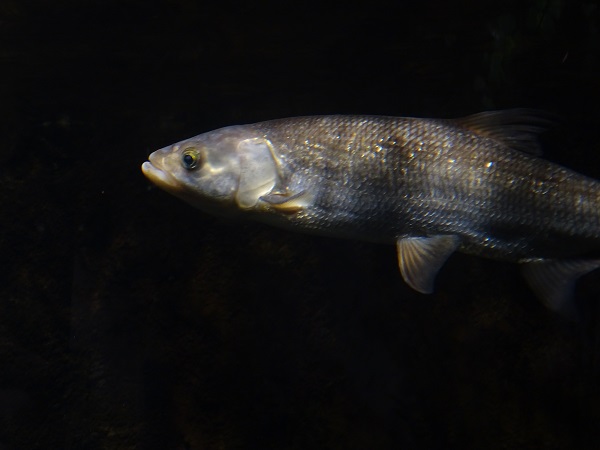 Asp (Leuciscus aspius)