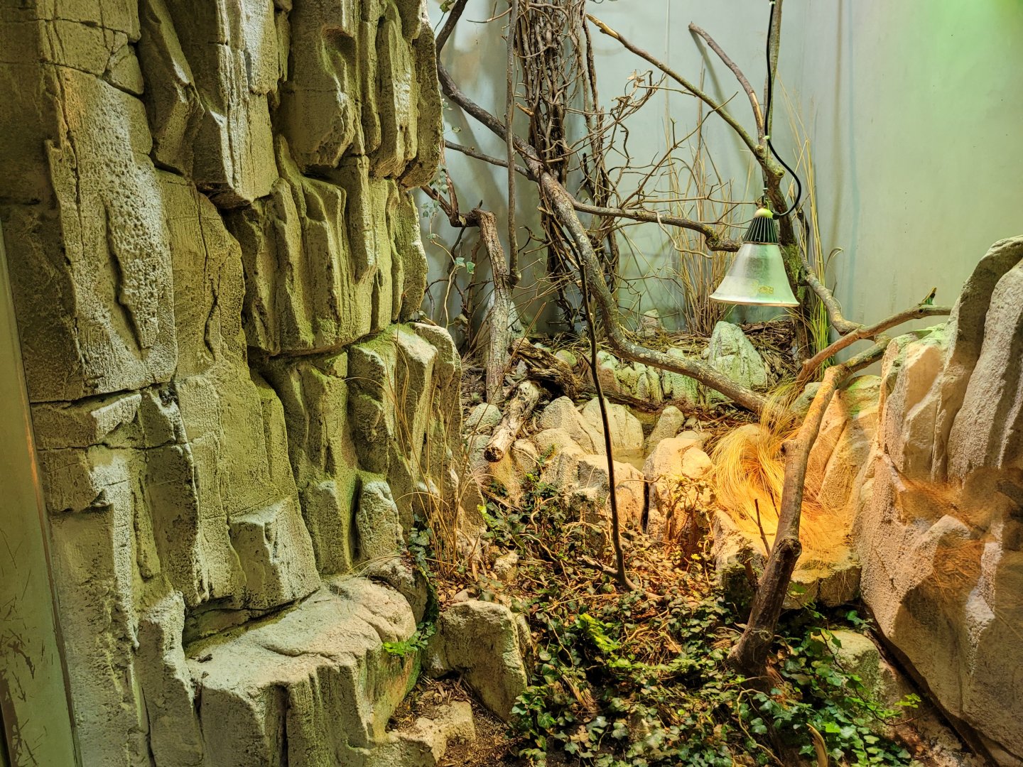 Asp viper exhibit -Parc Zoologique de Paris (2022)