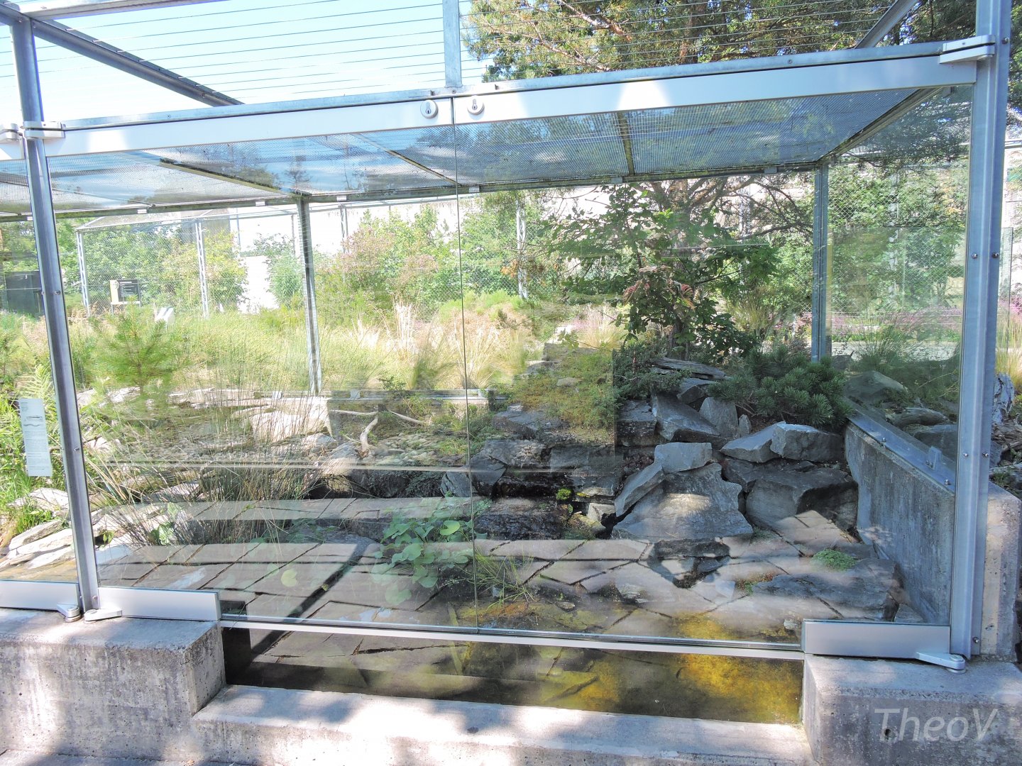 Asp viper outdoor terrarium [2017]