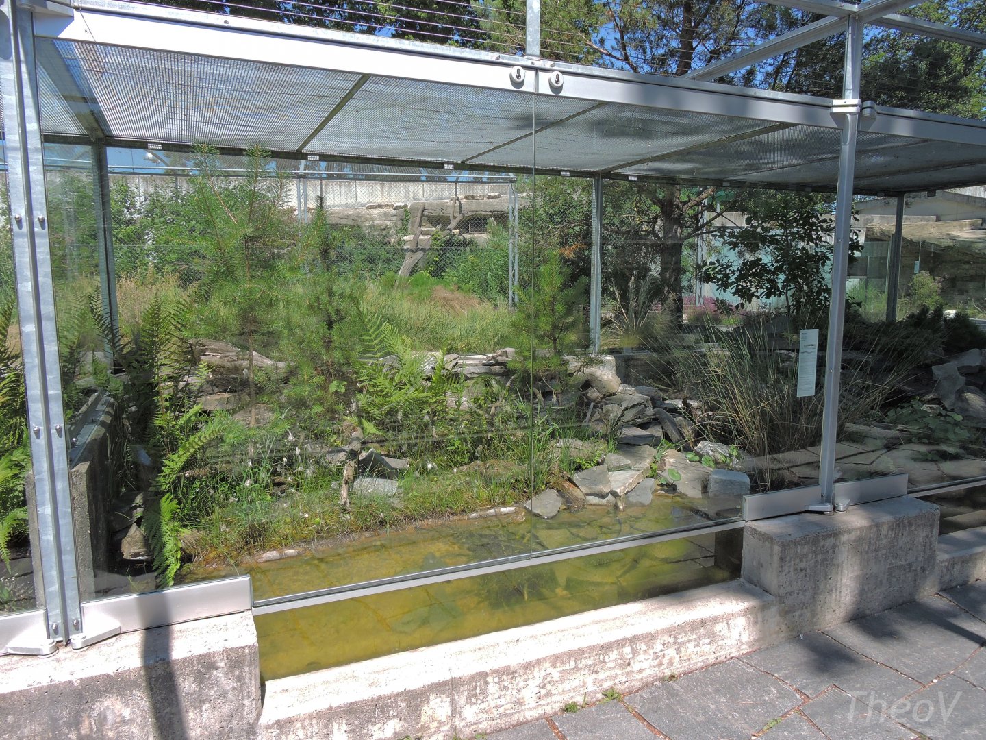 Asp viper outdoor terrarium [2017]