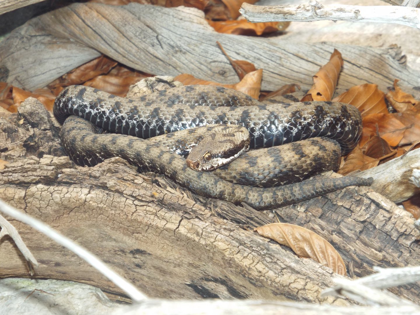 Asp Viper (Vipera aspis) at Alpenzoo Innsbruck - April 11 2015