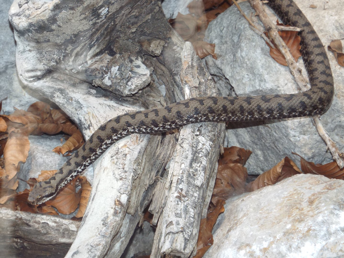 Asp Viper (Vipera aspis) at Alpenzoo Innsbruck - April 11 2015