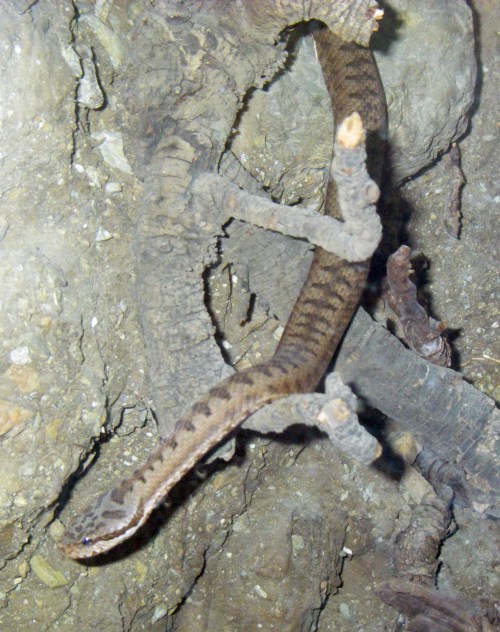 Asp Viper (Vipera aspis)