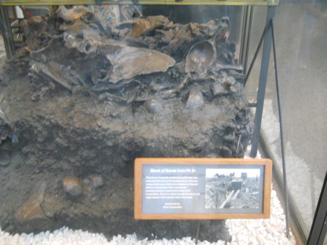 Asphalt chunk with bones