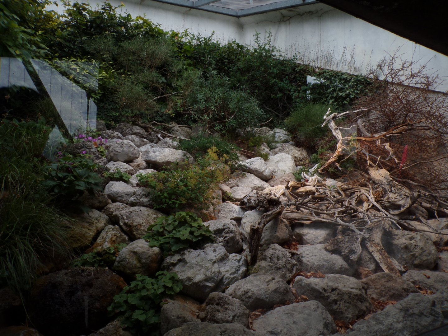 Aspic viper and horned viper enclosure  9.7.25