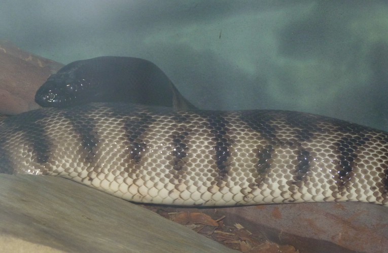 Aspidites melanocephalus