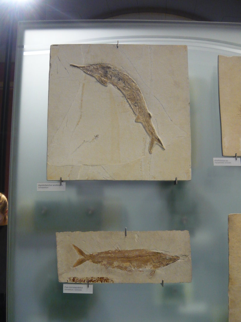 Aspidorhynchus acutirostris and Furo microlepidotus