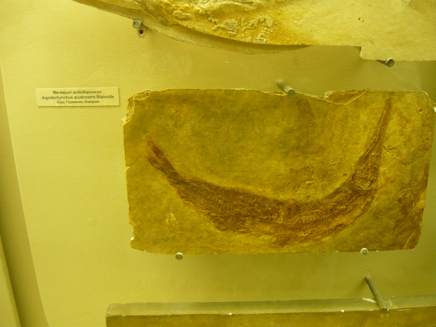 Aspidorhynchus acutirostris