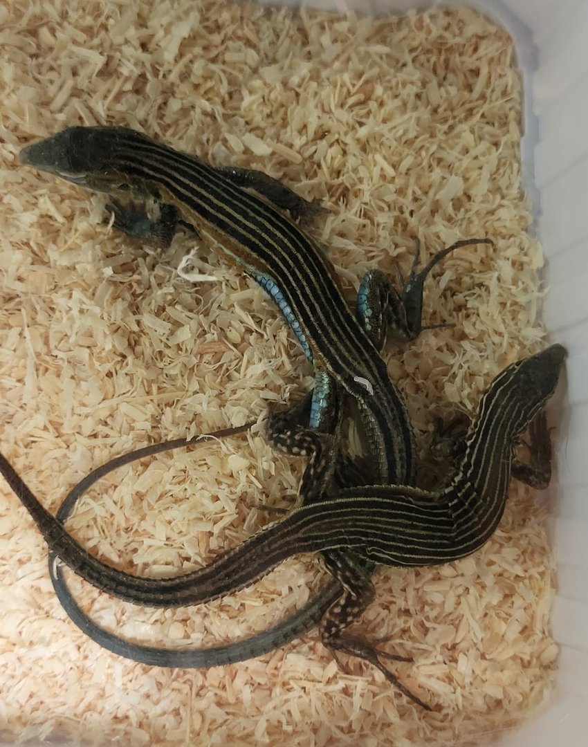 Aspidoscelis ( Cnemidophonus ) deppii