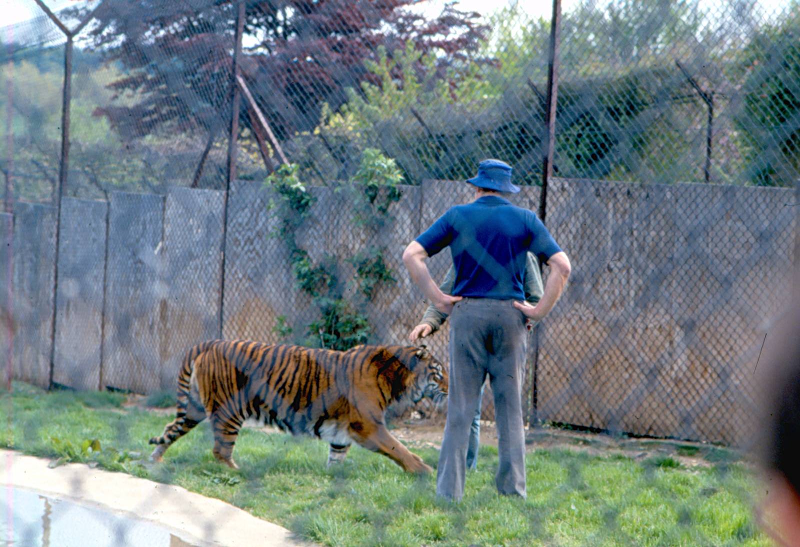 Aspinal with a tiger