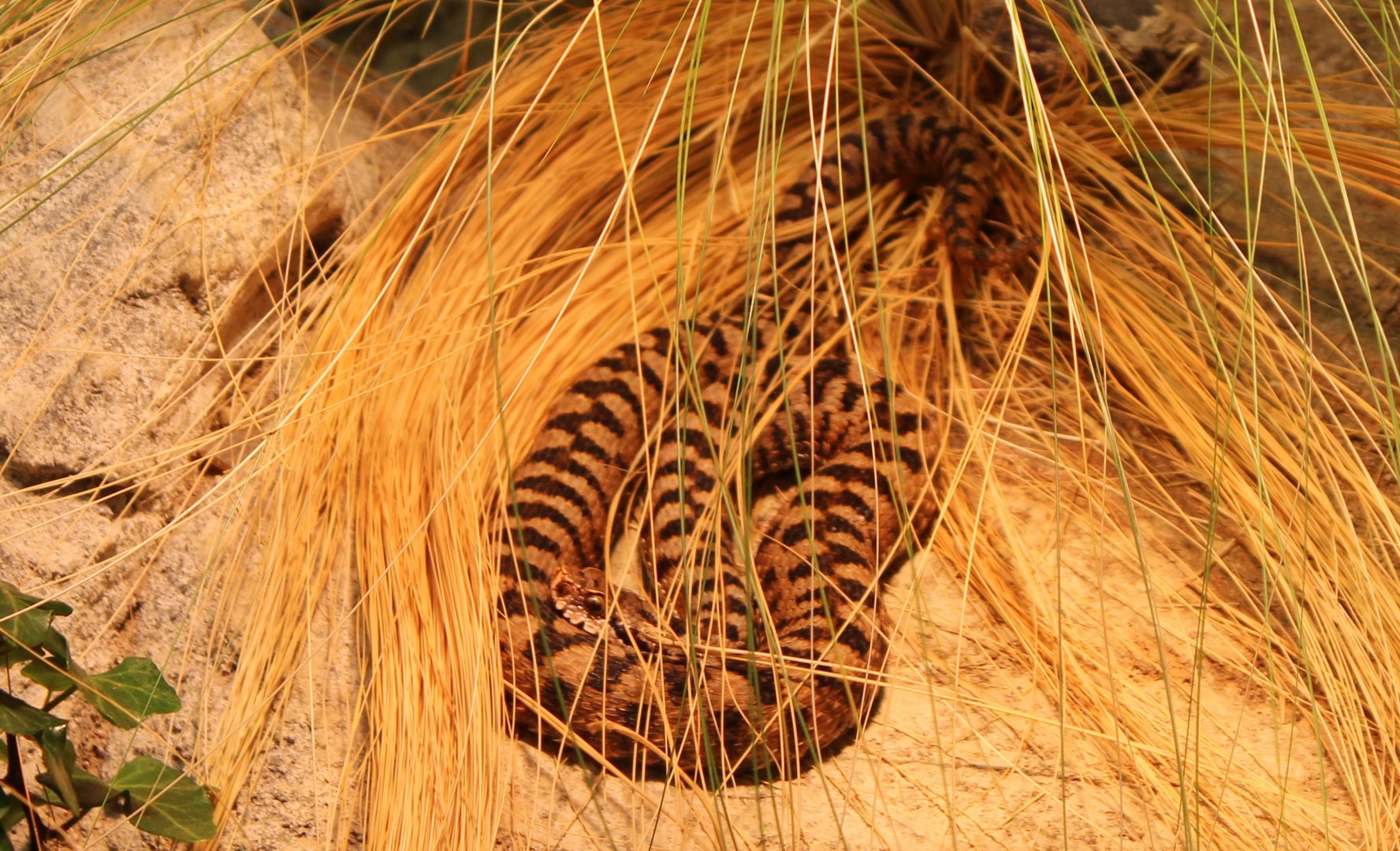 Aspis viper - Vipera aspis