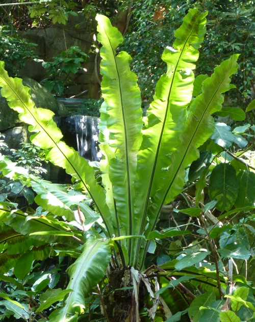 Asplenium nidus