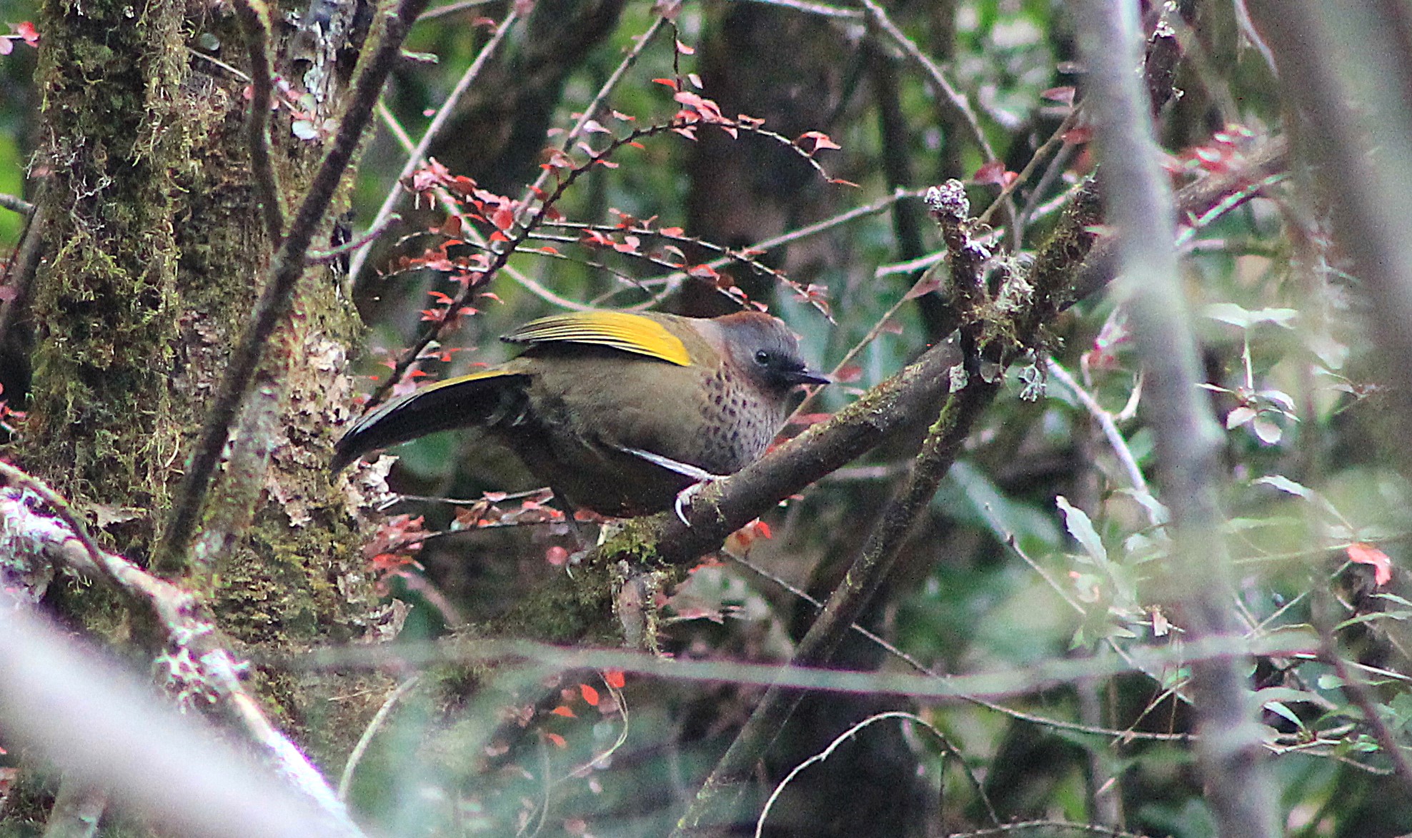 Assam Laughing Thrush (Trochalopteron chrysopterum)