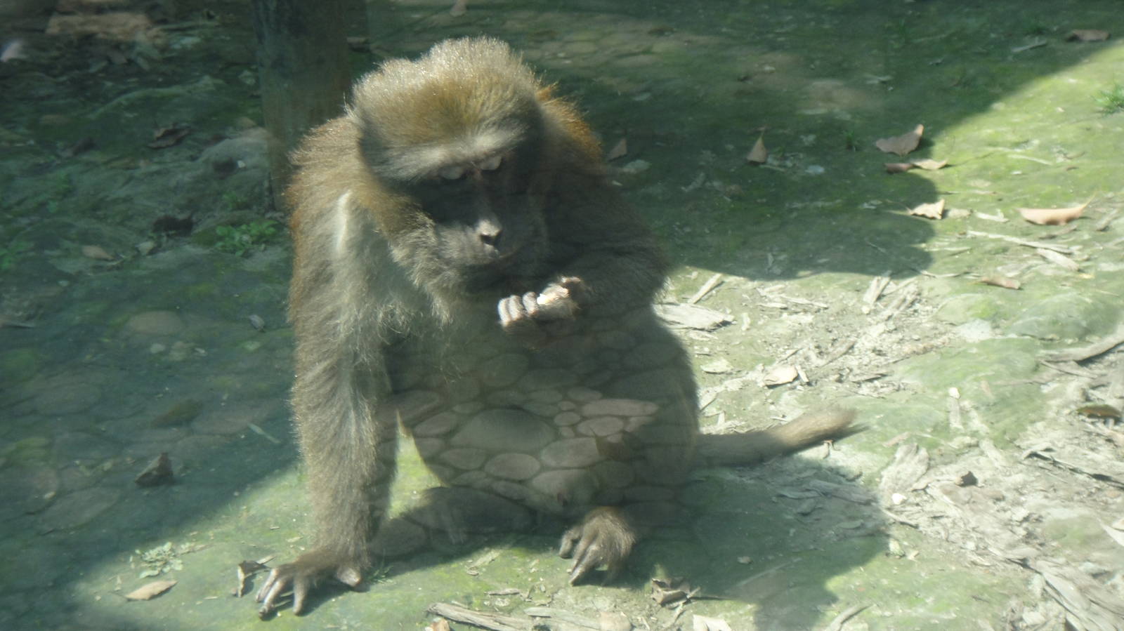 Assam macaque at Chengdu zoo 2013-3-24