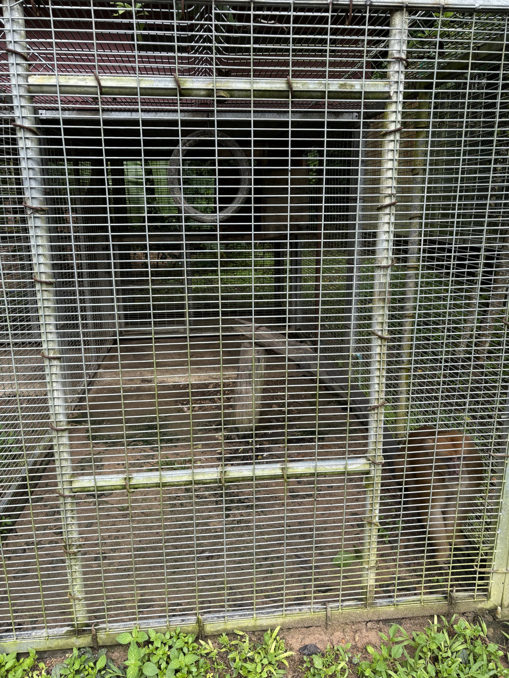 Assam Macaque Cage
