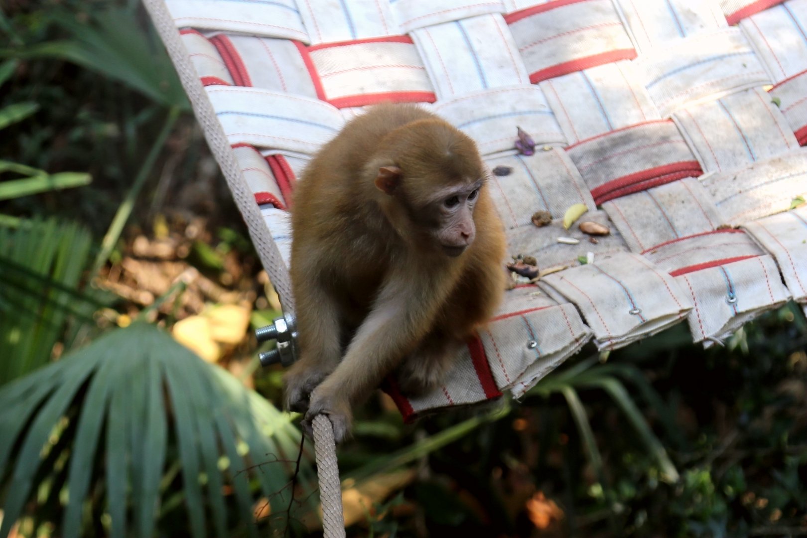 Assam Macaque Juvenile (Macaca assamensis)