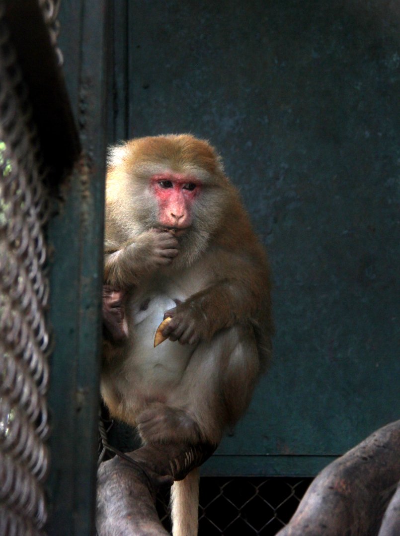 Assam macaque (Macaca assamensis)