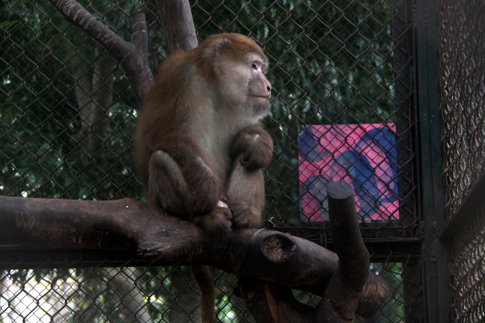 Assam macaque (Macaca assamensis)