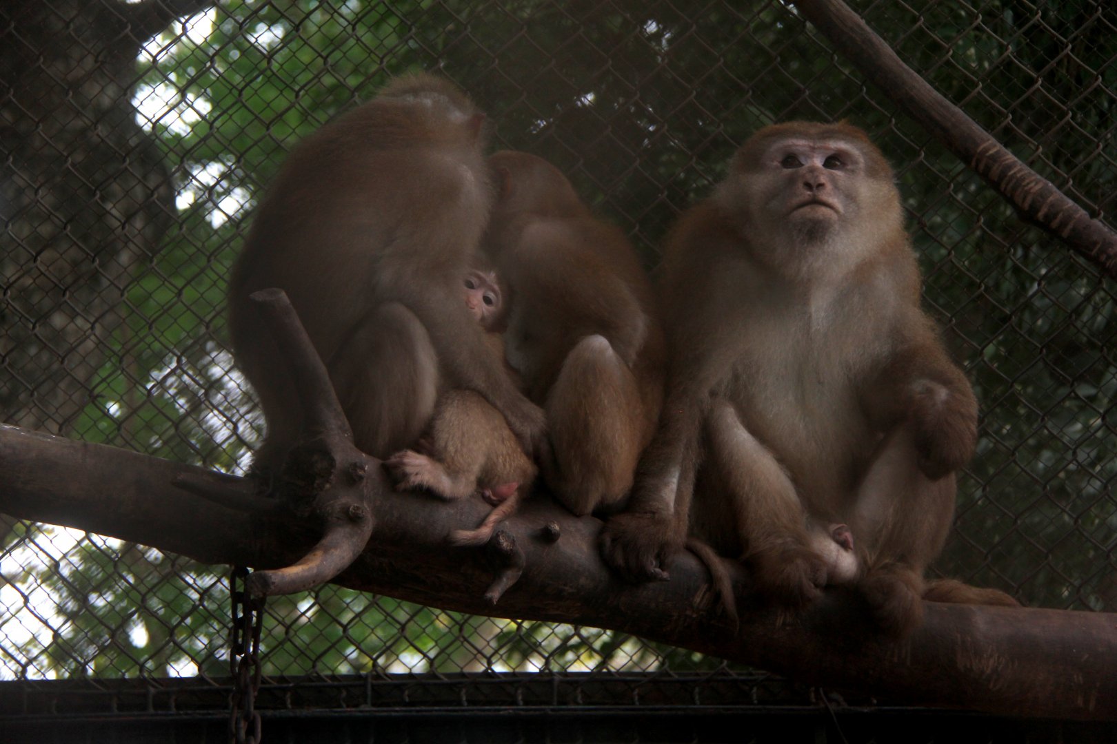 Assam macaque (Macaca assamensis)