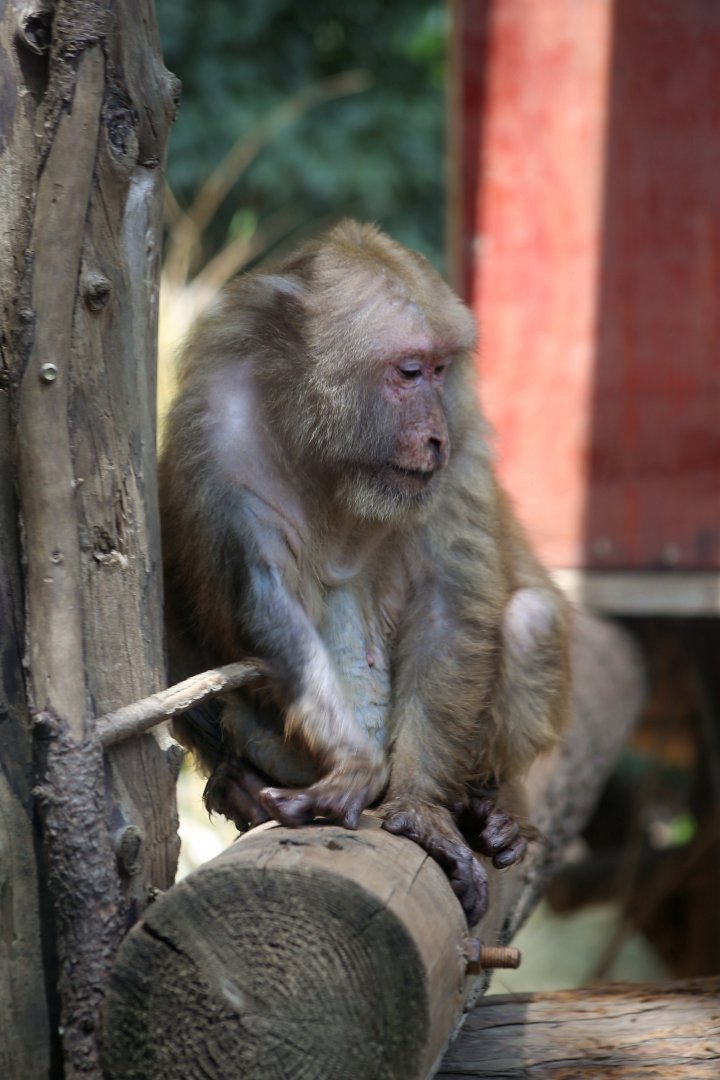 Assam Macaque (Macaca assamensis)