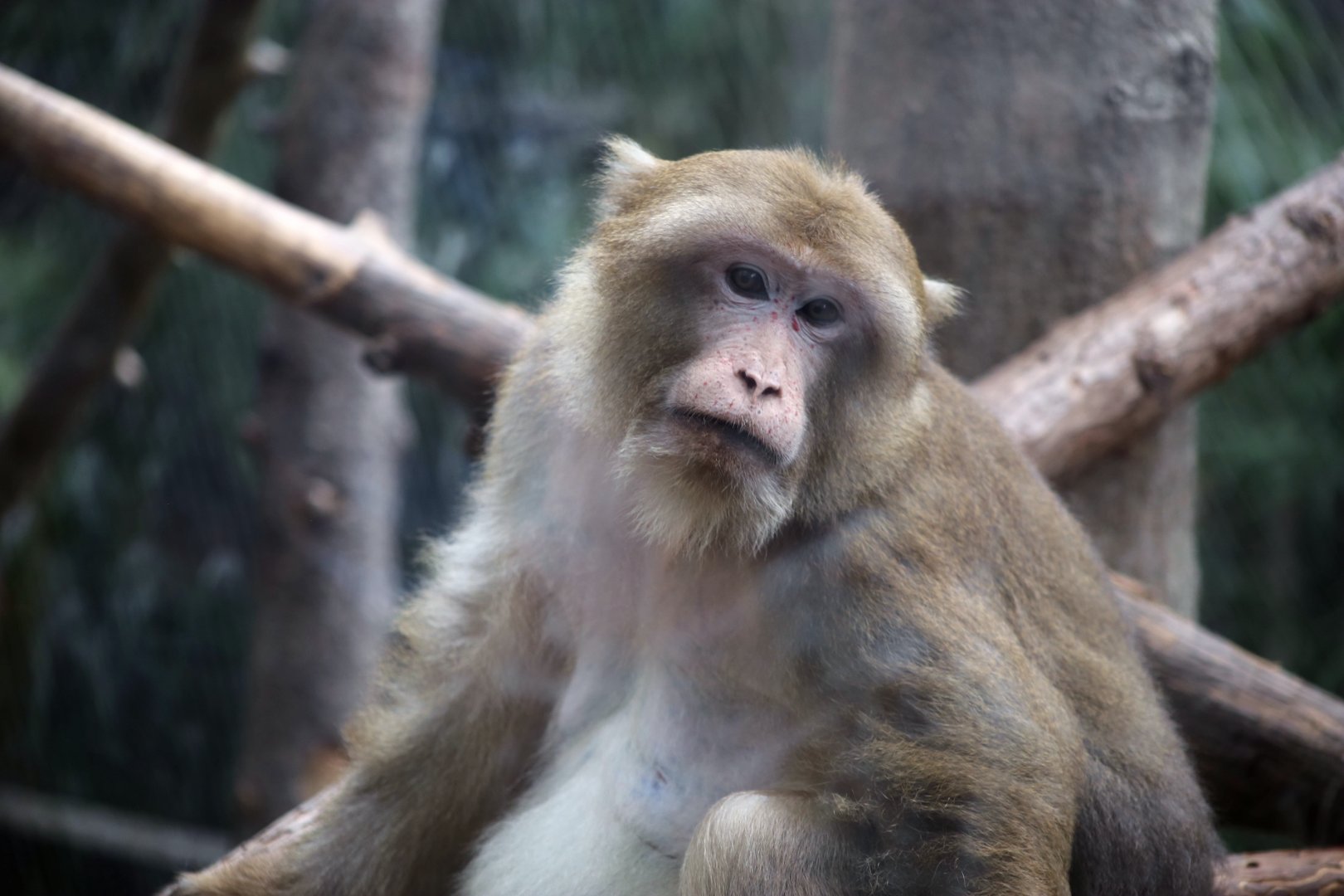 Assam Macaque (Macaca assamensis)