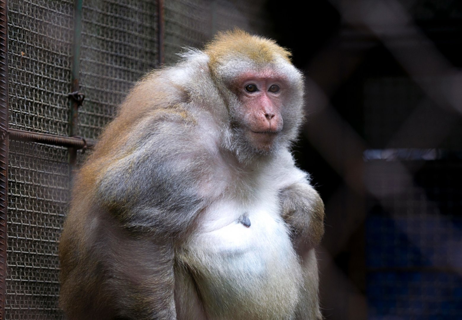 Assam macaque
