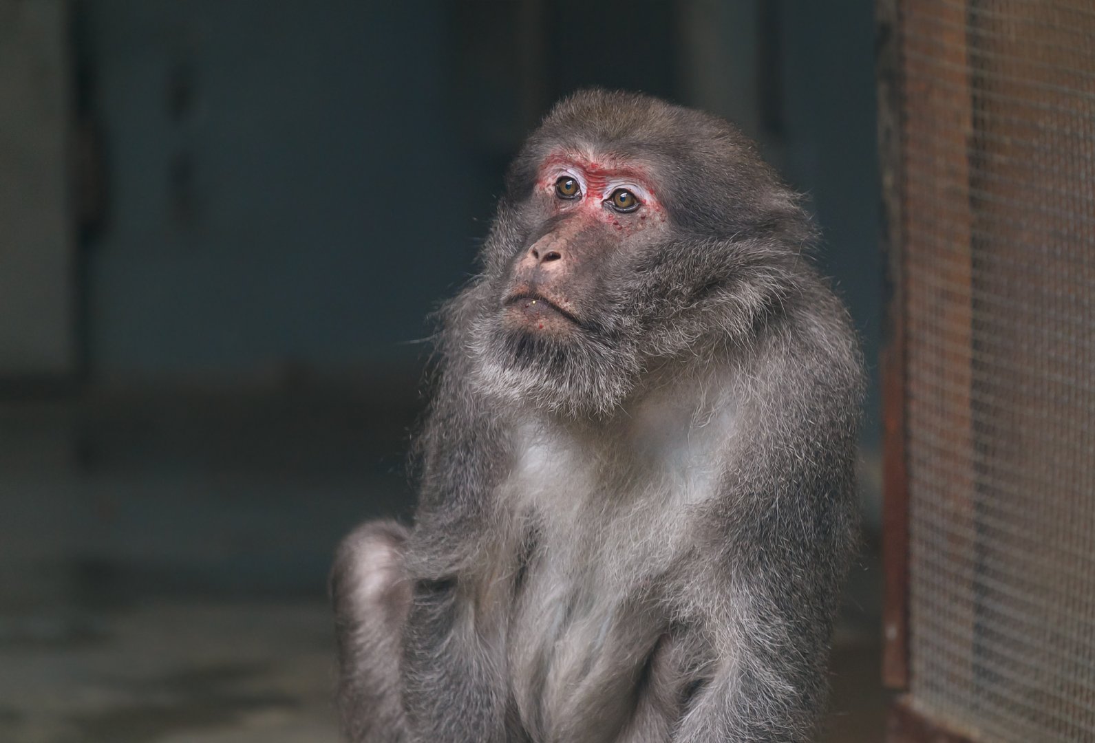 Assam macaque