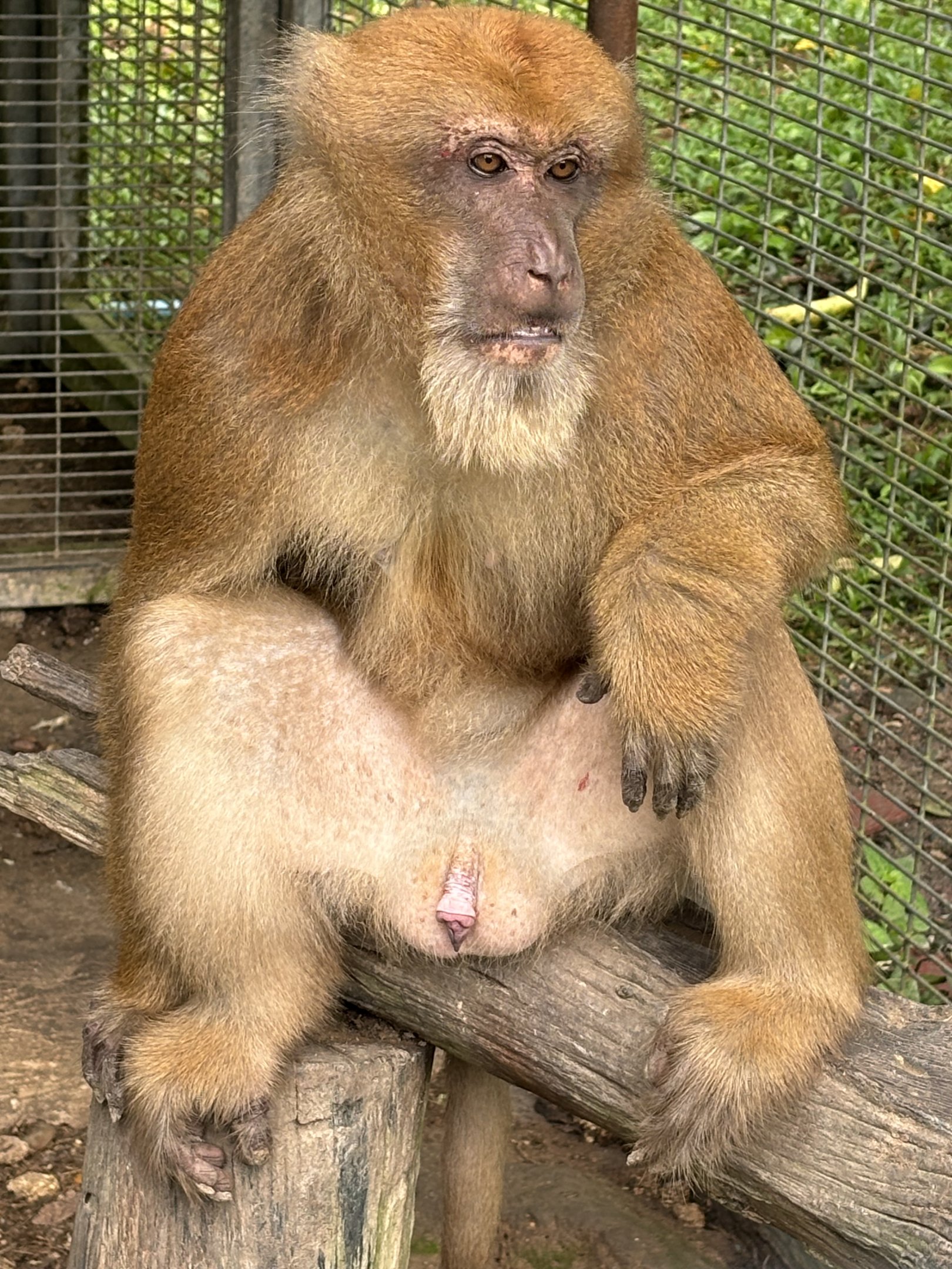 Assam Macaque