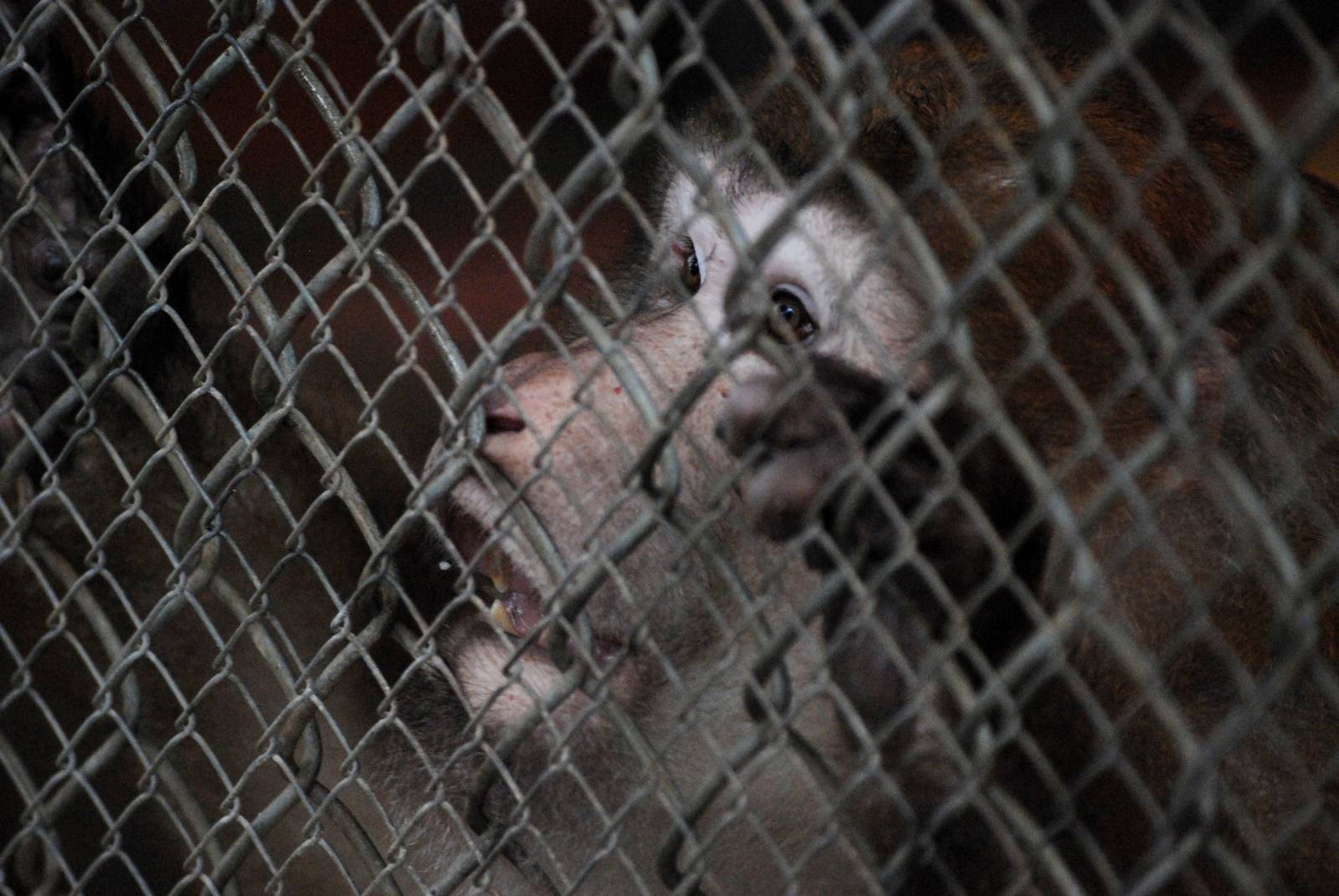 Assamese Macaque at Hanoi Zoo, 15/03/12