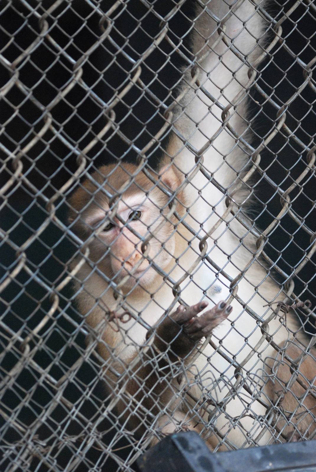 Assamese Macaque at Hanoi Zoo, 15/03/12
