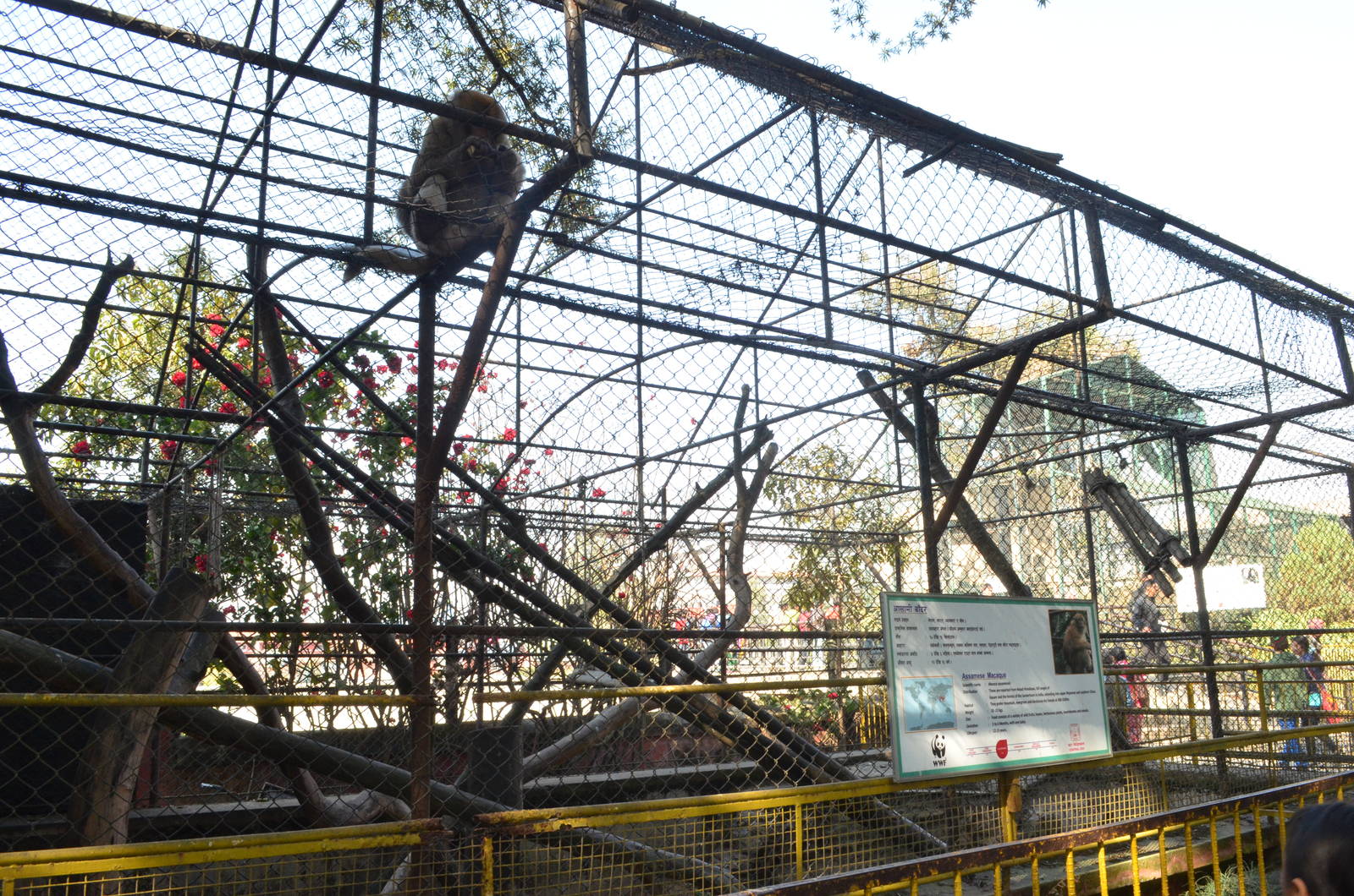 Assamese macaque (Macaca assamensis)