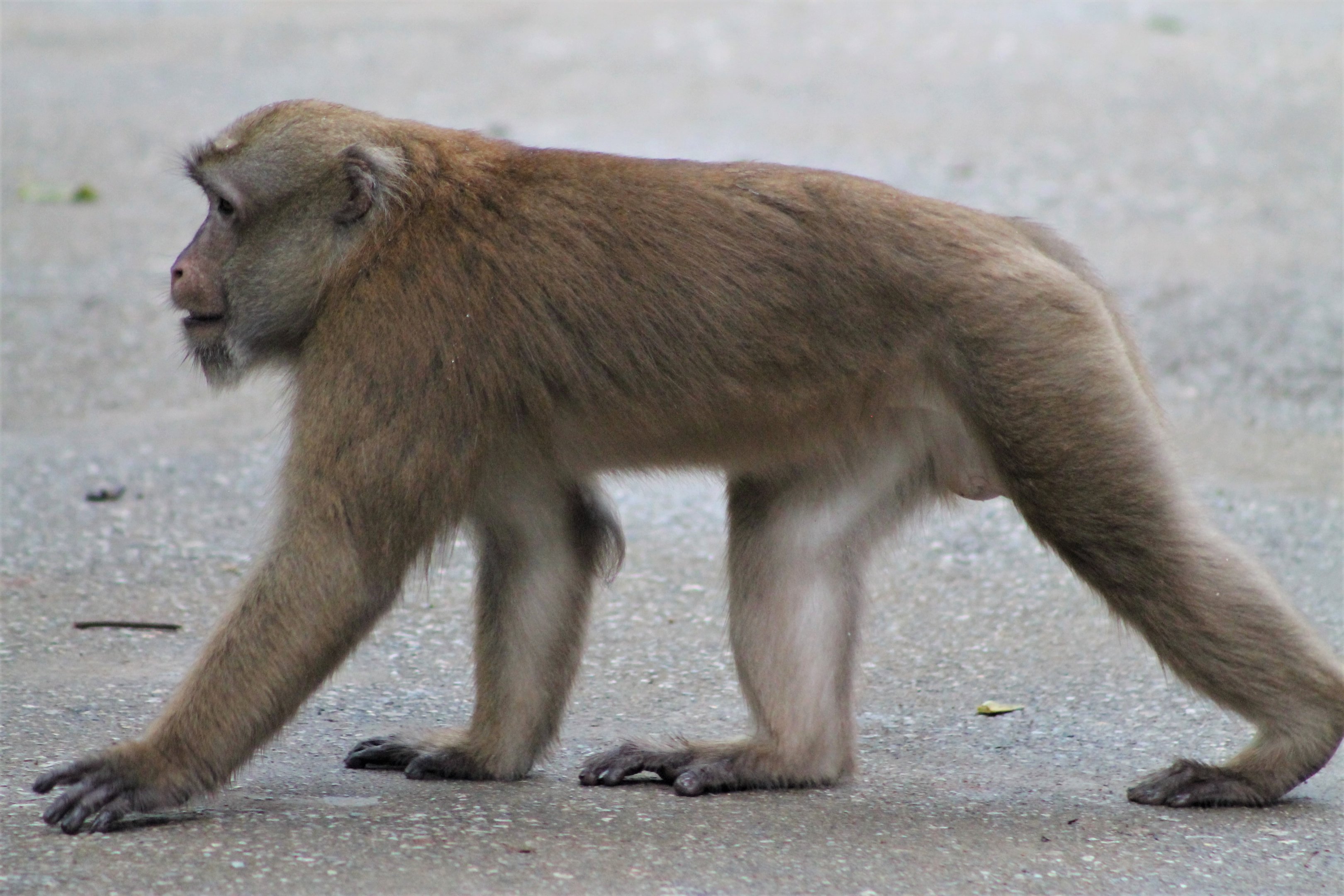 Assamese Macaque (Macaca assamensis)