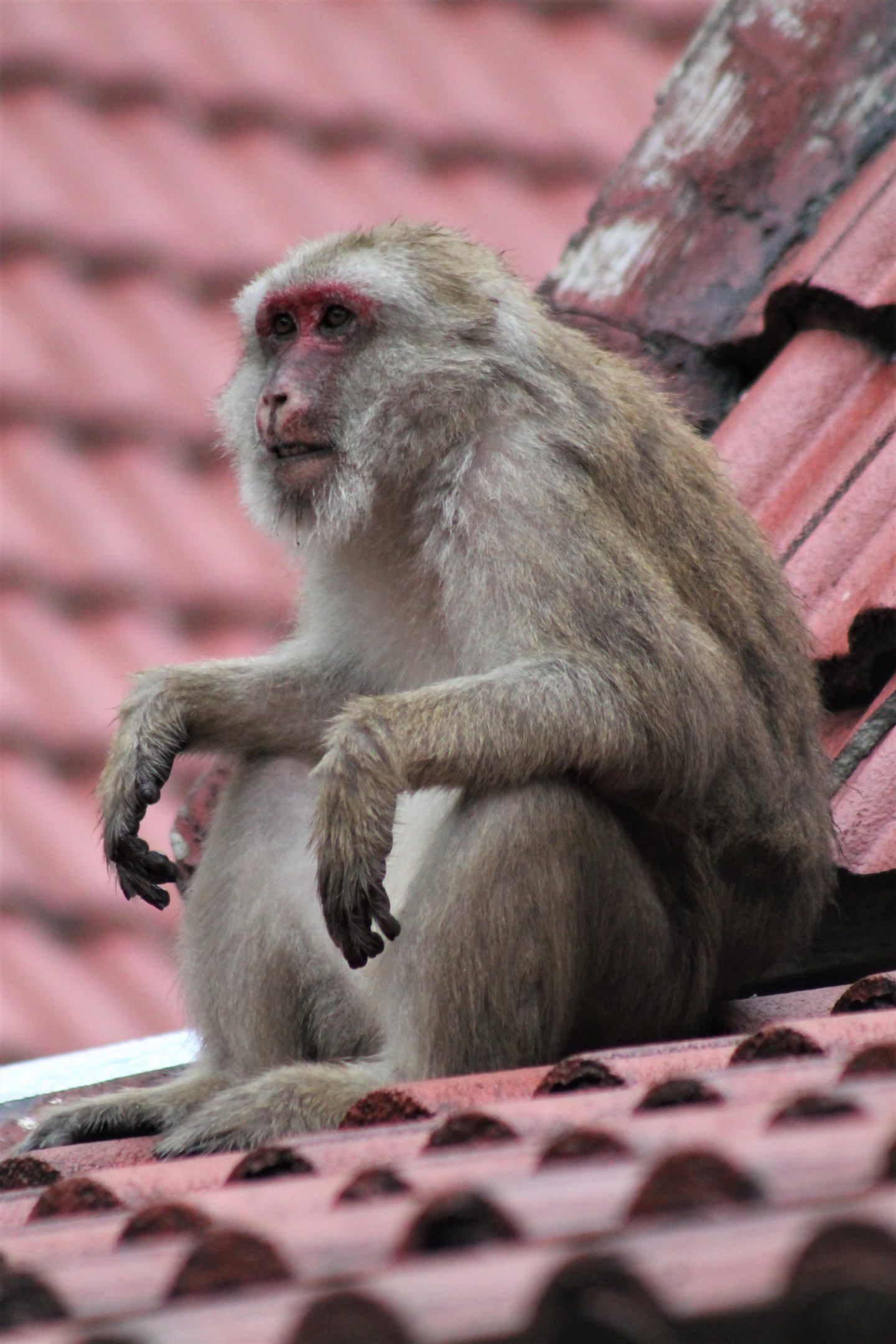 Assamese Macaque (Macaca assamensis)
