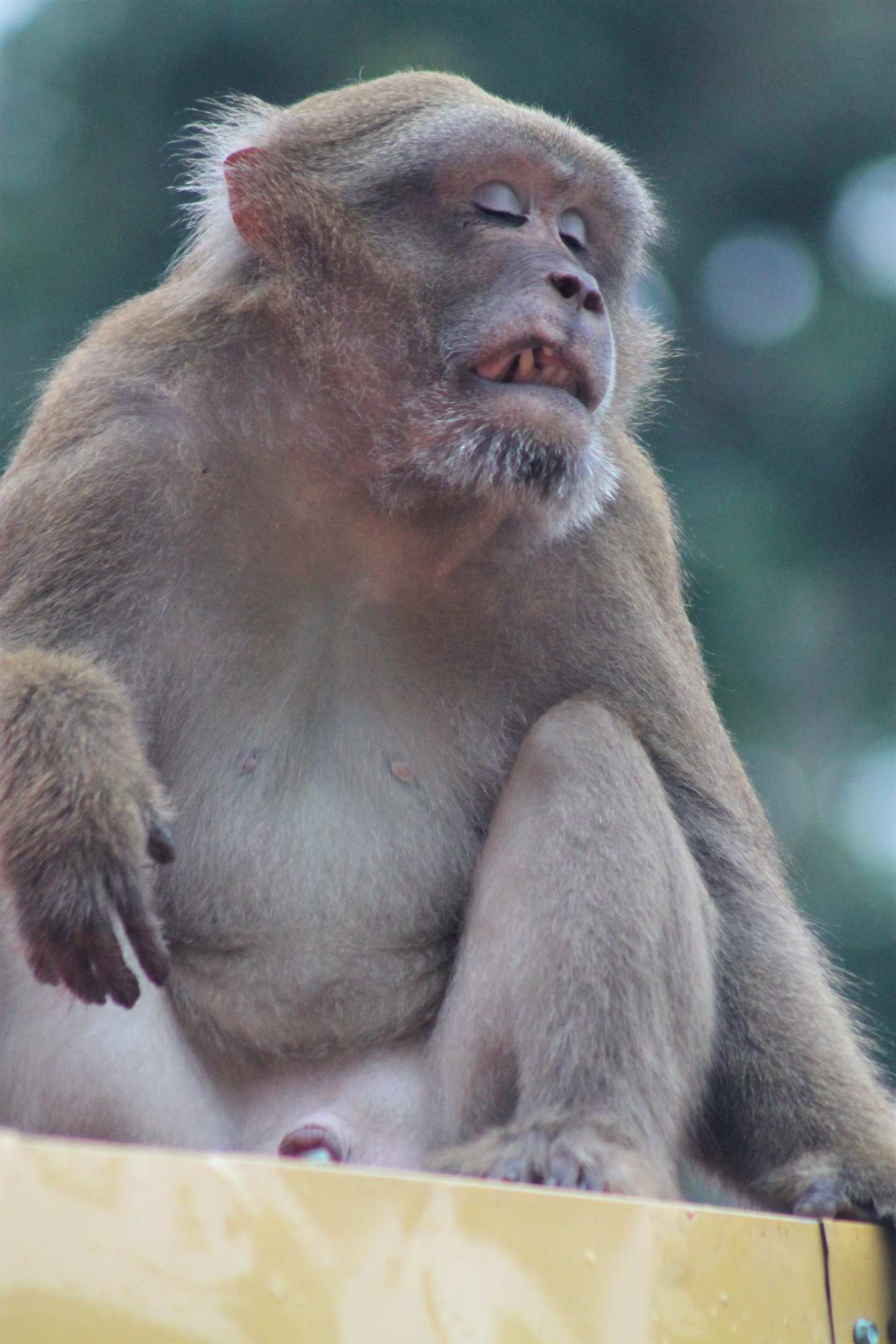 Assamese Macaque (Macaca assamensis)