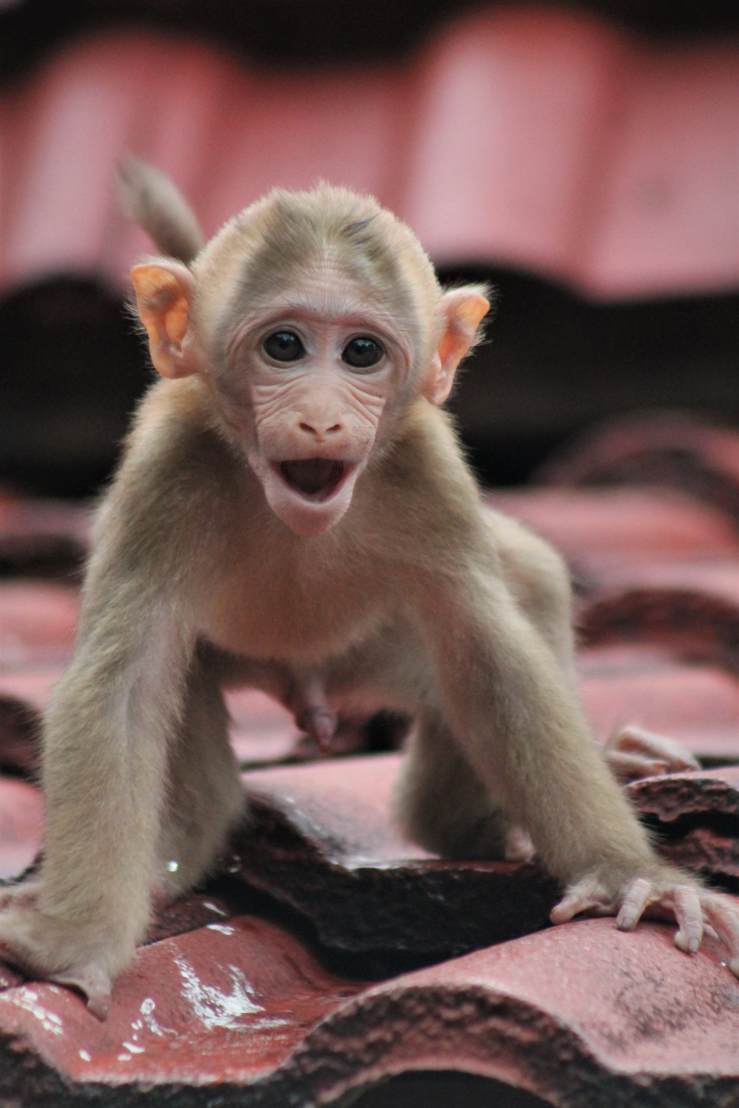 Assamese Macaque (Macaca assamensis)