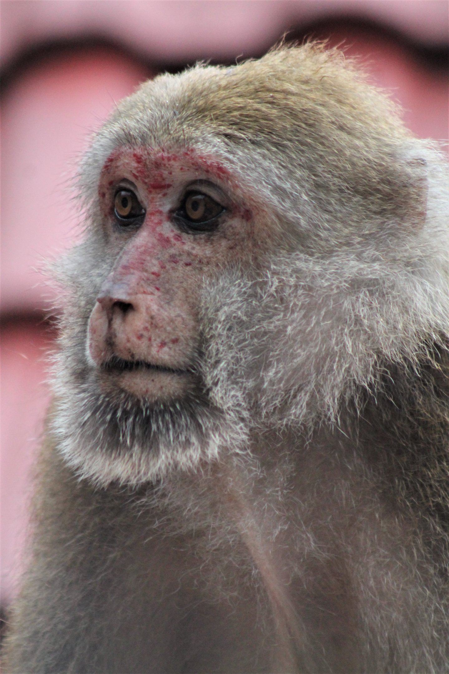 Assamese Macaque (Macaca assamensis)