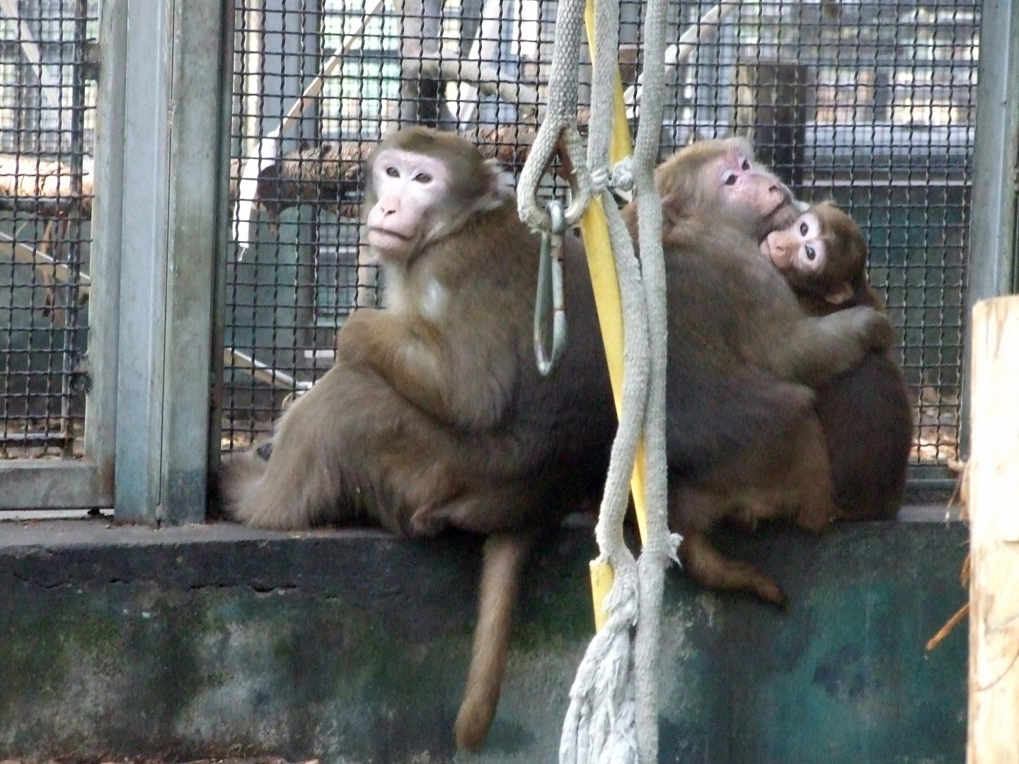 Assamese macaque