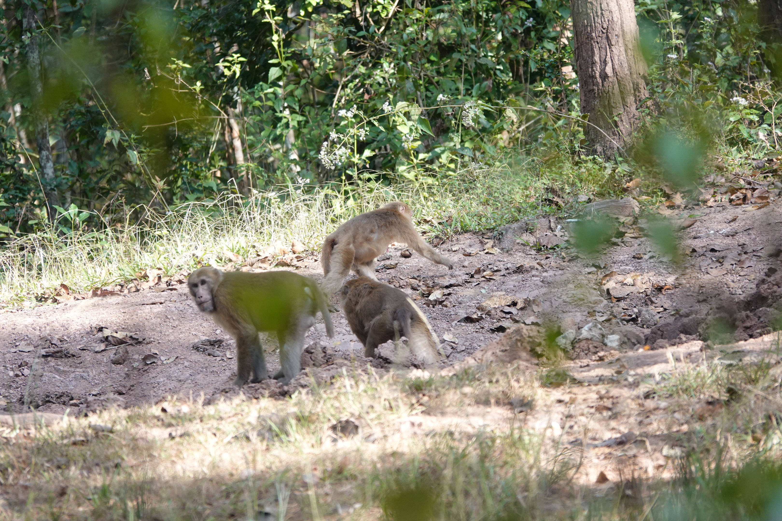 Assamese Macaques at a clay lick