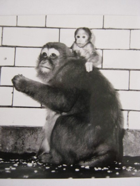 Assamese Macaques c1970.