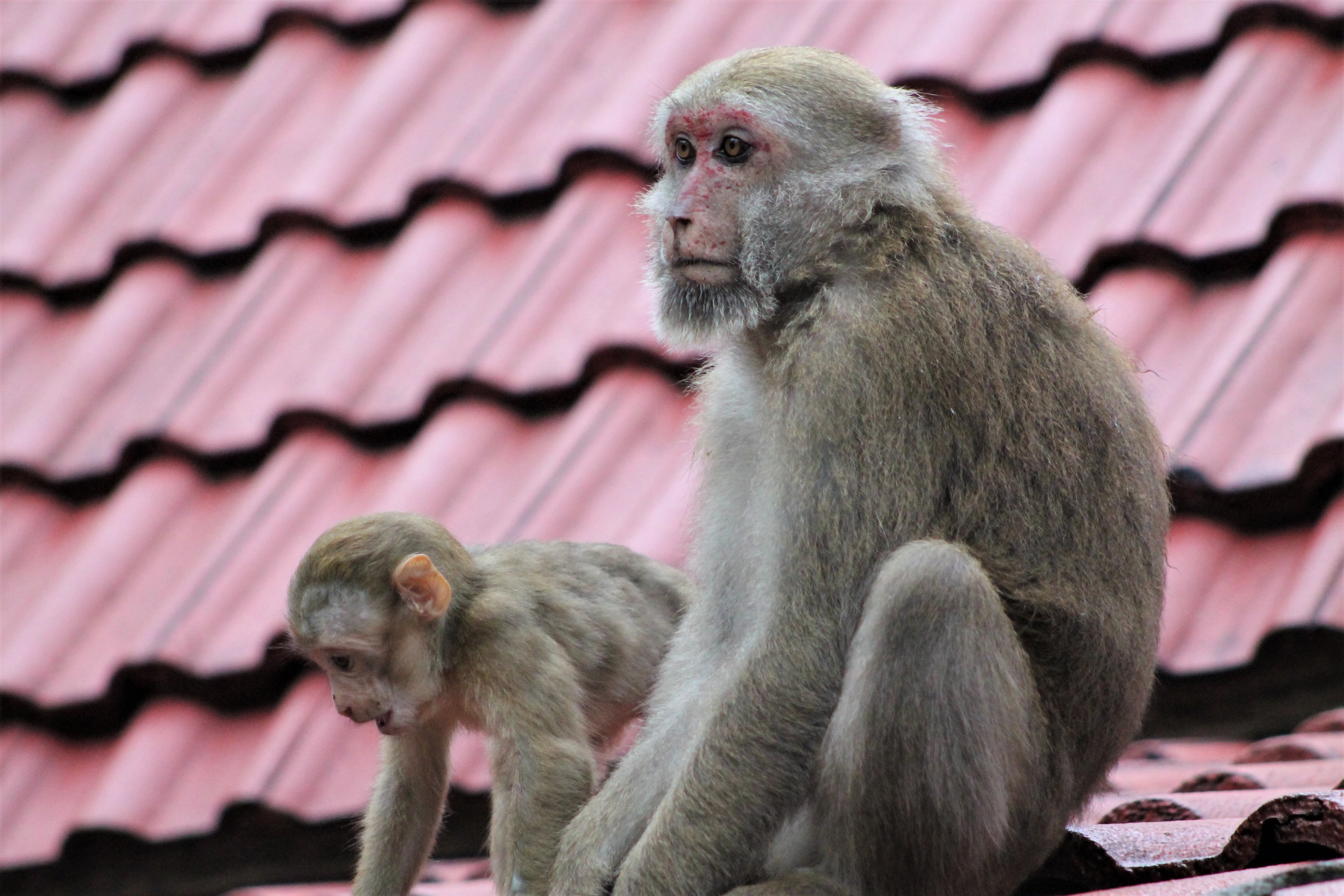 Assamese Macaques (Macaca assamensis)
