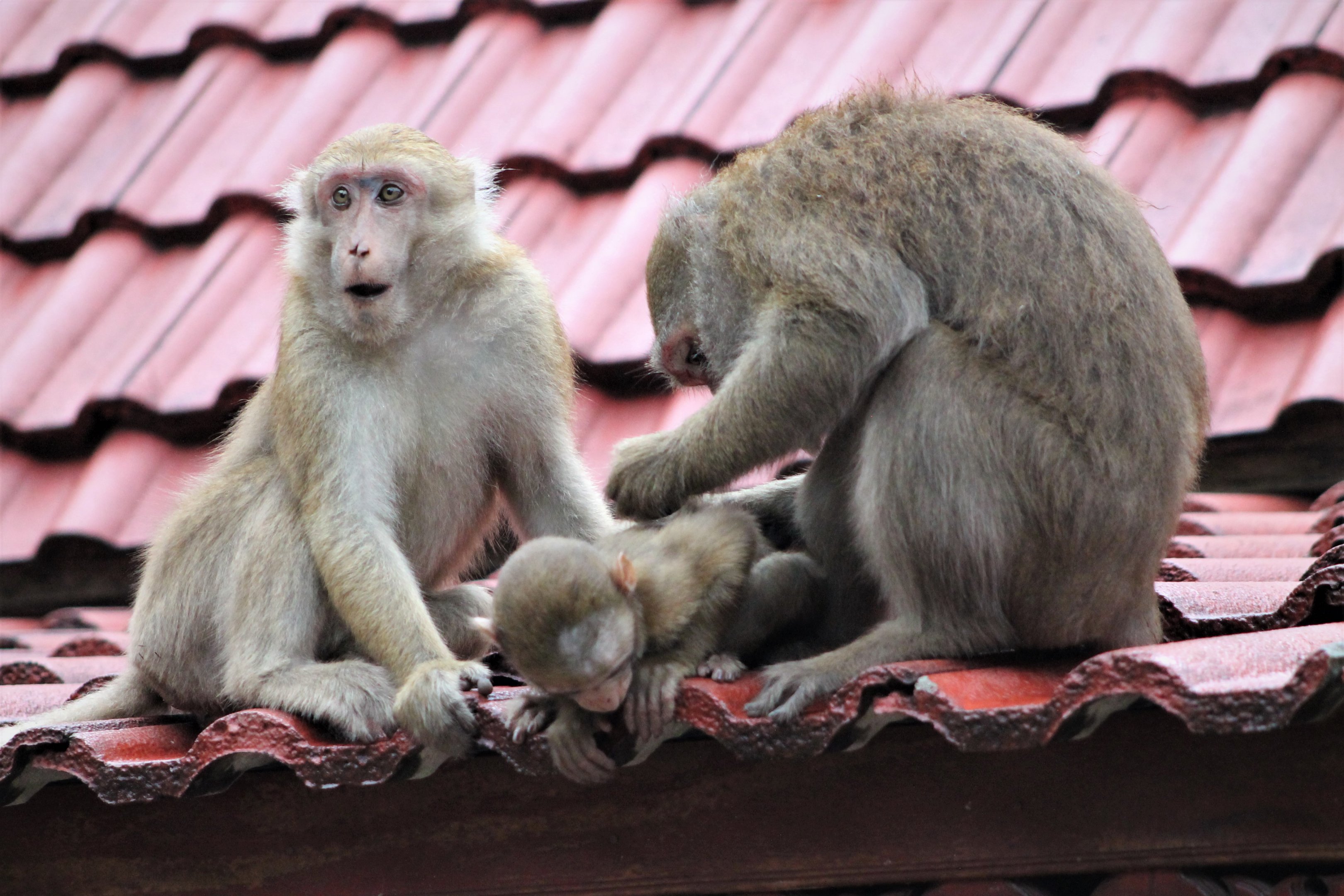 Assamese Macaques (Macaca assamensis)