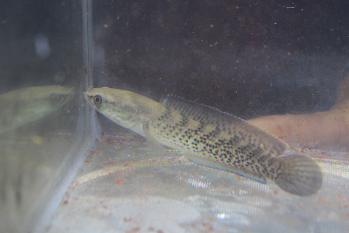 Assamese snakehead (Channa stewartii)